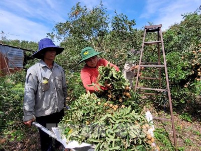 Bà Rịa-Vũng Tàu hình thành vùng chuyên canh cây ăn trái cho xuất khẩu